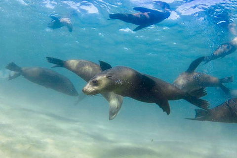 Half-Day Mornington Peninsula Dolphin And Seal Swim From Sorrento - Nambucca Heads Accommodation 4