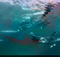 Half-Day Mornington Peninsula Dolphin and Seal Swim from Sorrento - Nambucca Heads Accommodation