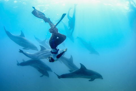 Half-Day Mornington Peninsula Dolphin And Seal Swim From Sorrento - Nambucca Heads Accommodation 3