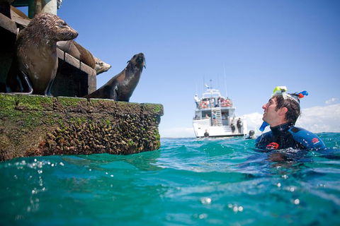 Half-Day Mornington Peninsula Dolphin And Seal Swim From Sorrento - Nambucca Heads Accommodation 2