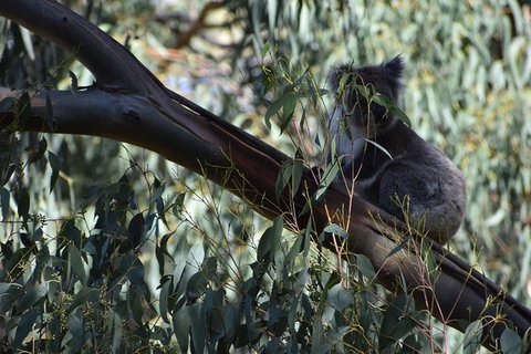 Great Ocean Road Tour Plus Koalas, Forest Walk And Morning Tea. - Nambucca Heads Accommodation 2