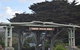 Great Ocean Road Tour Plus Koalas, Forest Walk And Morning Tea. - thumb 7