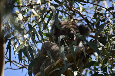 Great Ocean Road Tour Plus Koalas, Forest Walk And Morning Tea. - Nambucca Heads Accommodation 6