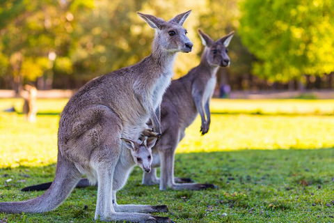 LGBT+ Friendly Full Day Phillip Island Private Tour - Nambucca Heads Accommodation 2