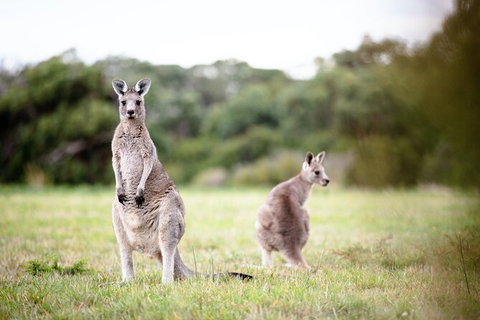 LGBT+ Friendly 3 Day Tour The Grampians, Daylesford & Ballarat - Nambucca Heads Accommodation 2