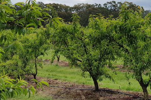 Day Tour Of Yarra Valley Puffing Billy And Rayners Orchard - Nambucca Heads Accommodation 49