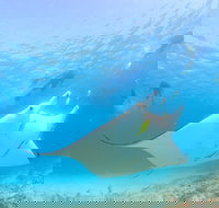 Marine Eco Safari - Swim with Manta Rays - Nambucca Heads Accommodation