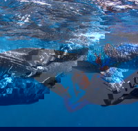 Whale Shark Safari - Nambucca Heads Accommodation