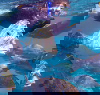 Coral Bay 2-Hour Coral Viewing and Snorkeling - Nambucca Heads Accommodation