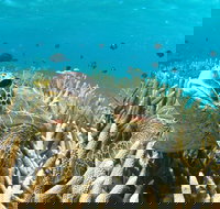 Coral Bay 3-Hour Turtle Ecotour - Nambucca Heads Accommodation