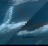 Humpback Whale Safari - Nambucca Heads Accommodation