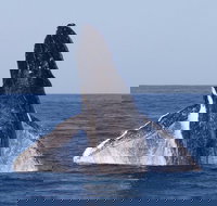 Full-Day Whale Watching Snorkeling and Swimming at Coral Bay - Nambucca Heads Accommodation