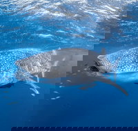 Whale Shark Adventure Tour - Nambucca Heads Accommodation