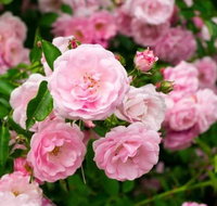 Botanical gardens winery and scenic full day tour - Nambucca Heads Accommodation