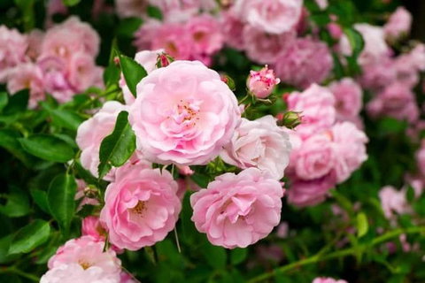 Botanical Gardens, Winery And Scenic Full Day Tour - Nambucca Heads Accommodation 0