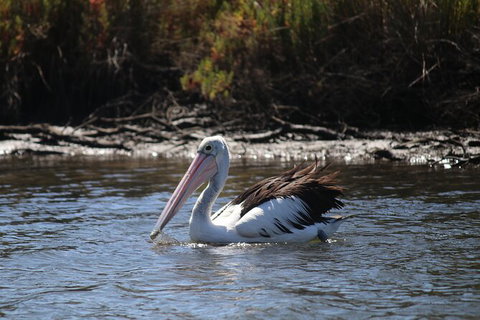 Private Guided River Kayak Tour - Nambucca Heads Accommodation 2