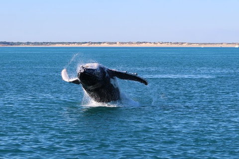 AOC Broome Whale Watching - Nambucca Heads Accommodation 3