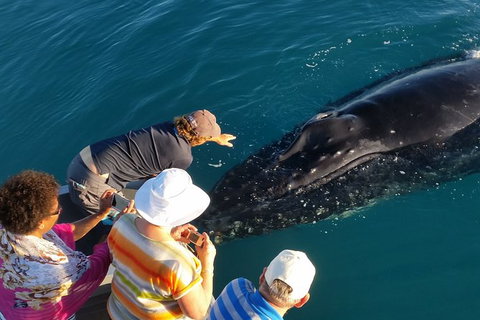 AOC Broome Whale Watching - Nambucca Heads Accommodation 0