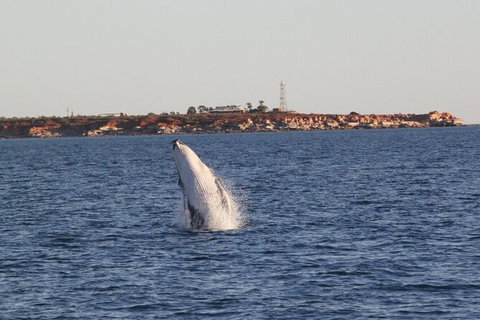 AOC Broome Whale Watching - Nambucca Heads Accommodation 2