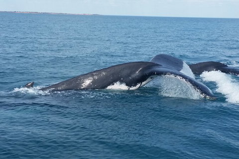 AOC Broome Whale Watching - Nambucca Heads Accommodation 1