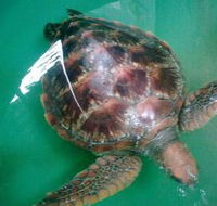 Australian Seabird Rescue - Nambucca Heads Accommodation