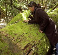 Washpool National Park - Washpool Walk - Nambucca Heads Accommodation