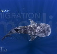 Migration Media - Nambucca Heads Accommodation