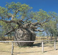 Boab Prison Tree - Nambucca Heads Accommodation