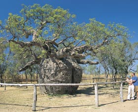 Boab Prison Tree - Nambucca Heads Accommodation 0