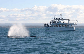 Dolphin Watch Cruises - Nambucca Heads Accommodation