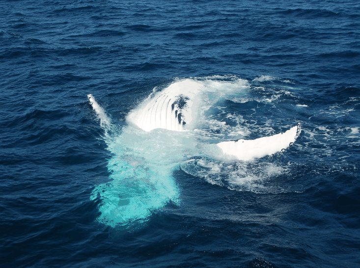 Dolphin Wild Cruises - Nambucca Heads Accommodation