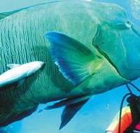 Aristocat Snorkel and Scuba Port Douglas - Nambucca Heads Accommodation