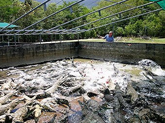 Hartley's Crocodile Adventures - Nambucca Heads Accommodation 1
