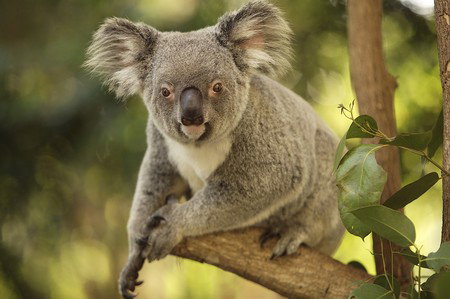 Hartley's Crocodile Adventures - Nambucca Heads Accommodation 7