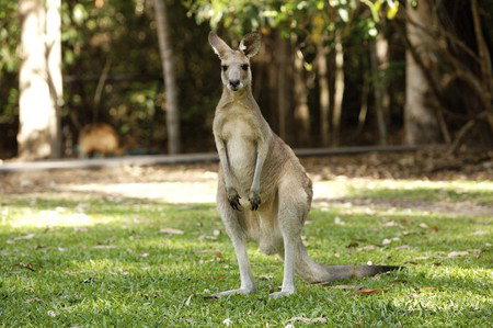 Hartley's Crocodile Adventures - Nambucca Heads Accommodation 10