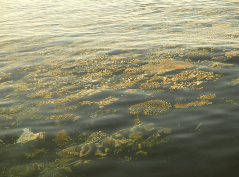 Eco Jet Safari - Nambucca Heads Accommodation 1