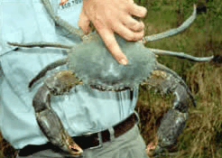 Whitsunday Crocodile Safari - Nambucca Heads Accommodation