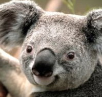 Wildlife Habitat - Nambucca Heads Accommodation