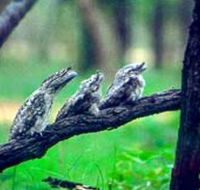 Undara Experience - Nambucca Heads Accommodation