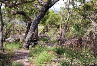 Cooktown Aboriginal Art Tours - Nambucca Heads Accommodation 2