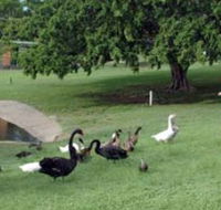 Anzac Park and Ululah Lagoon - Nambucca Heads Accommodation