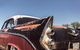 Fathers Day Swap Meet Cootamundra - thumb 0