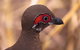Kakadu Bird Week Tours & Cruises - thumb 2
