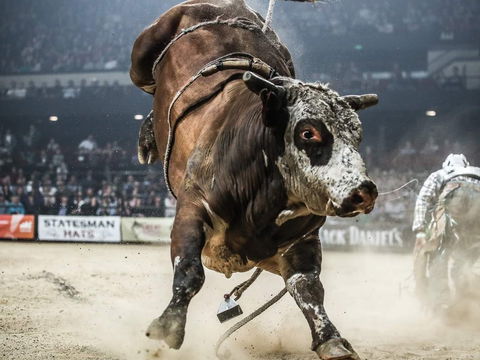 PBR Hawkesbury Stampede - Nambucca Heads Accommodation 1