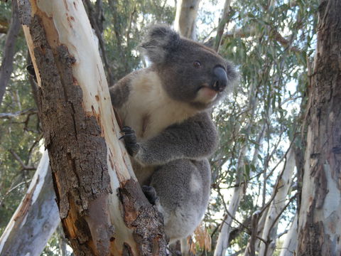 Annual Koala Count - Nambucca Heads Accommodation 0