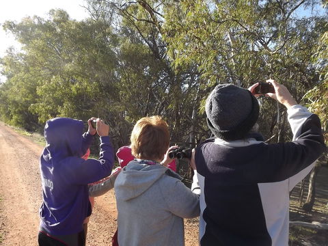 Annual Koala Count - Nambucca Heads Accommodation 1