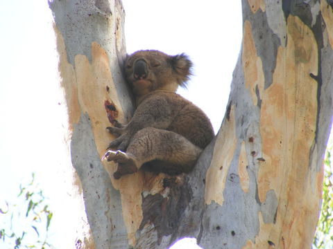 Annual Koala Count - Nambucca Heads Accommodation 2
