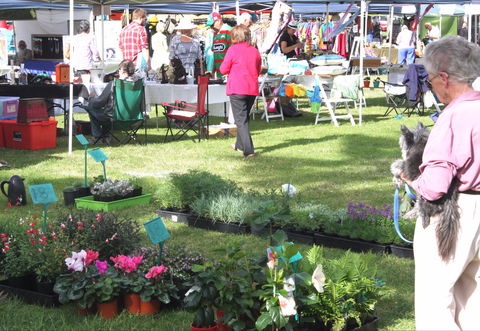 Batemans Bay Sunday Market - Nambucca Heads Accommodation 2
