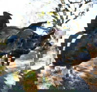 Mudgee Farm Walks - Nambucca Heads Accommodation