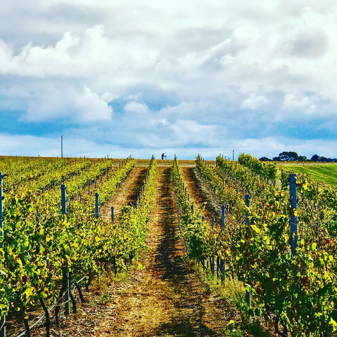 Peter Teakle Wines - Nambucca Heads Accommodation 1